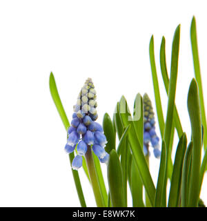 Muscari Botryoides Blumen auch bekannt als blaue Trauben Hyazinthe mit Text auf weißem Hintergrund Stockfoto