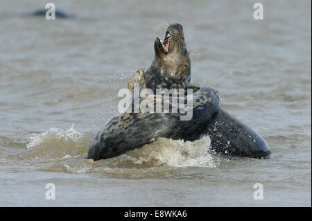 Kegelrobben - Halichoerus grypus Stockfoto