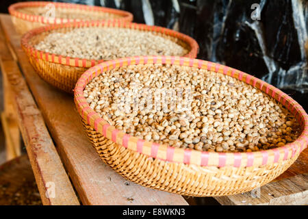 Civet Kot mit eingebetteten Kaffeebohnen - Wiesel Kaffee (Kopi Luwak oder Civet Kaffee) Stockfoto