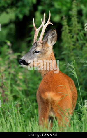 Reh - Capreolus capreolus Stockfoto