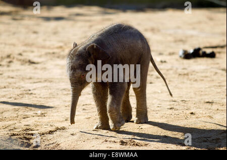 Ein Baby asiatische Elefant geht in aller Öffentlichkeit im Twycross Zoo Stockfoto