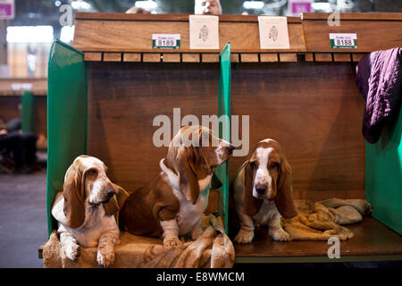 Gesamtansicht der Crufts 2014 im NEC in Birmingham, Großbritannien. 7. März 2014. Stockfoto