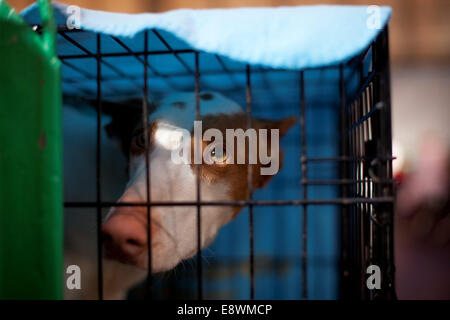 Gesamtansicht der Crufts 2014 im NEC in Birmingham, Großbritannien. 7. März 2014. Stockfoto