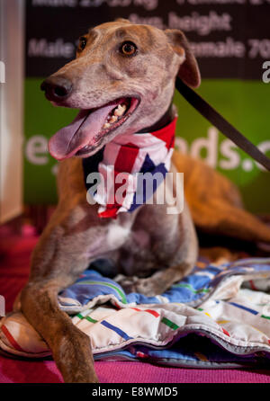 Gesamtansicht der Crufts 2014 im NEC in Birmingham, Großbritannien. 7. März 2014. Stockfoto