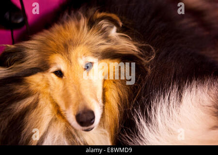 Gesamtansicht der Crufts 2014 im NEC in Birmingham, Großbritannien. 7. März 2014. Stockfoto
