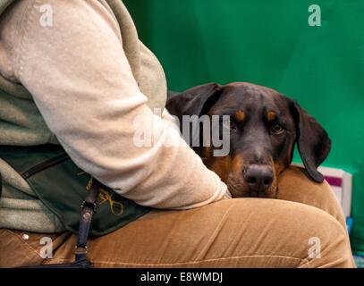 Ein Dobermann ist zu sehen, den Kopf auf seinen Besitzer Bein ruht, wie es darauf wartet, während der erste Tag der Crufts im NEC konkurrieren Stockfoto