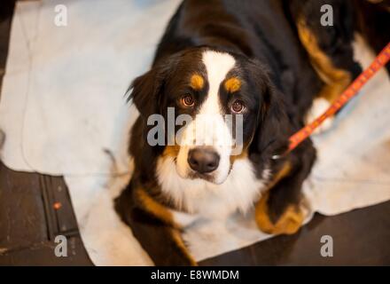 Ein Berner Sennenhund ist zu sehen, warten in den Stift vor dem Wettbewerb während des ersten Tages der Crufts im NEC Stockfoto