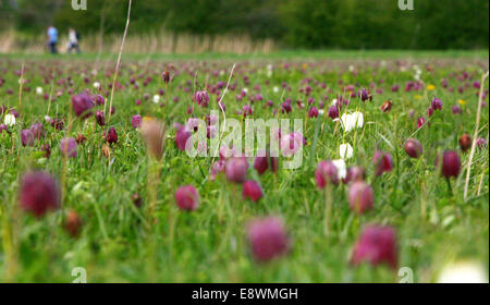 Tausende von seltenen Schlange Kopf Fritillaria Blume in einen eindeutigen Anzeigenamen an Nordwiese, Cricklade, Wiltshire. Stockfoto