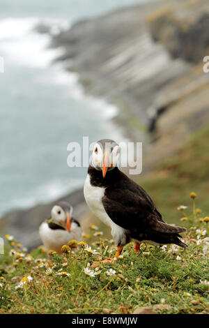 Papageitaucher Papageientaucher Vögel Seevögel Seevogel Stockfoto