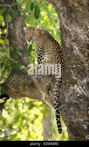 Leopard - Panthera pardus Stockfoto