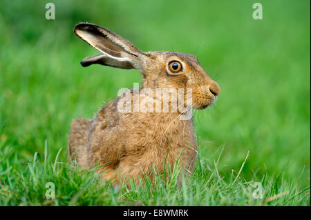 Feldhase - Lepus europaeus Stockfoto