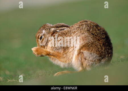 Feldhase - Lepus europaeus Stockfoto