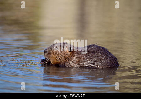 Europäischer Biber - Castor fiber Stockfoto