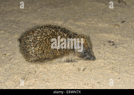 Igel Erinaceus Europaeus am Strand, Isles of Scilly Länge 23-27cm vorwiegend nachtaktives Tier, geschützt durch Stacheln (modifiziert Stockfoto