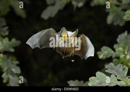 Braune Langohren Bat - Langohrfledermäuse auritus Stockfoto