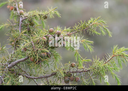 Stachelige Wacholder, Cade Wacholder, stachelige Zeder (Juniperus Oxycedrus) Provence, Frankreich Stockfoto