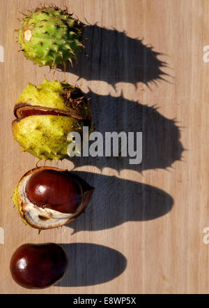 Conkers teilweise mit Muscheln, UK Stockfoto