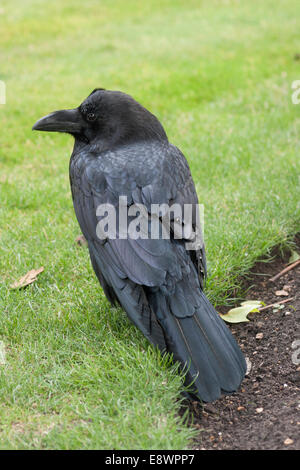 Ein Rabe auf dem Tower of London Stockfoto