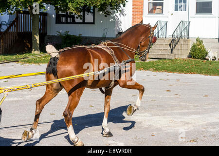 Heckansicht des Hackney Pony im Kabelbaum Position heraus zu arbeiten. Stockfoto