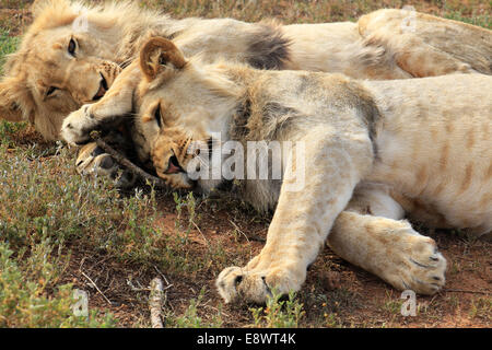 Zwei verspielte junge Löwe (Panthera Lio) Brüder kuscheln, umarmen, auf dem Boden (Südafrika). Stockfoto