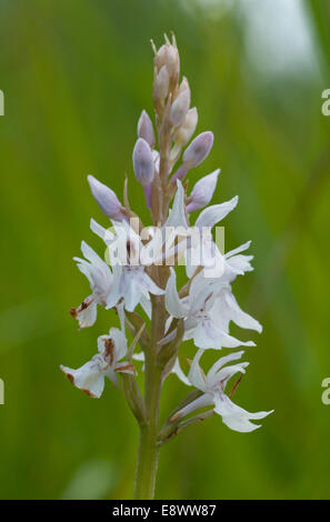 Weiße Form der gemeinsamen entdeckt Orchidee in Box Hill, Surrey Stockfoto