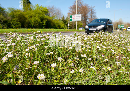 Flachschuss von dem dänischen Skorbut Rasen neben der A24-Straße in der Nähe von Box Hill, Surrey Stockfoto