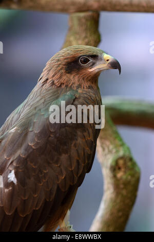 schön allein Schwarzmilan (Milvus Migrans) stehend auf Ast Stockfoto