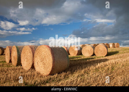 Heuballen Sutton Bank, North Yorkshire, England Stockfoto