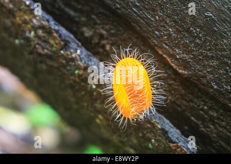 Champagner Pilzen (Fungi Cup) auf Natur Hintergrund. Stockfoto