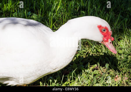 Porträt einer Moschus-Ente, die zu Fuß in der Wiese Stockfoto