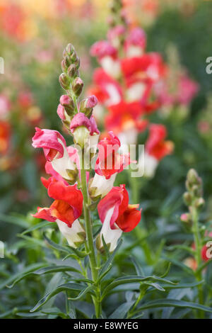 Antirrhinum Majus "Rembrandt". Löwenmaul wächst an der Grenze. Stockfoto