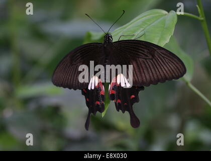 Weibliche gemeinsame Mormone (Papilio Polytes) ausgesetzt, von einem Blatt Stockfoto