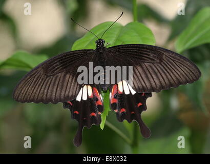 Weibliche gemeinsame Mormone (Papilio Polytes) Stockfoto