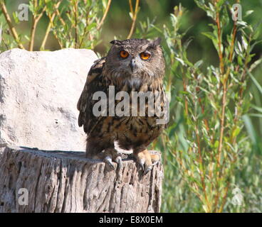 Eurasische Adler-Eule (Bubo Bubo) Stockfoto