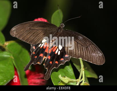 Weibliche gemeinsame Mormone (Papilio Polytes) Stockfoto