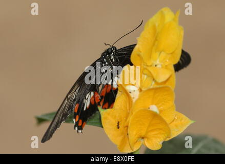 Weibliche gemeinsame Mormone (Papilio Polytes) auf eine tropische gelbe Blume Stockfoto