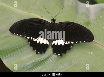 Männliche gemeinsame Mormone (Papilio Polytes) Stockfoto