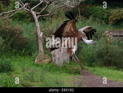 Captive alte Welt Gänsegeier (abgeschottet Fulvus) in Nahaufnahme während einer Vogel- und Raptor-show Stockfoto