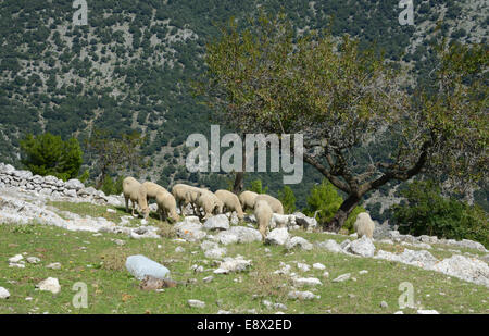 Schafherden am Berghang, Monte Sant ' Angelo, Gargano Halbinsel, Apulien, Italien Stockfoto