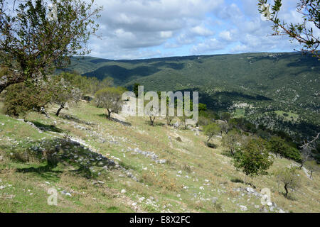 Schafherden am Berghang, Monte Sant ' Angelo, Gargano Halbinsel, Apulien, Italien Stockfoto