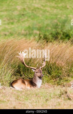 Damwild Buck mit dem beeindruckenden Geweih kurz vor der Brunft, Margam Park Stockfoto