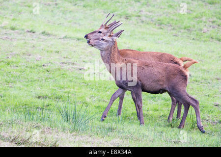 Juvenile Rotwild-Hirsch im Margam Park Stockfoto