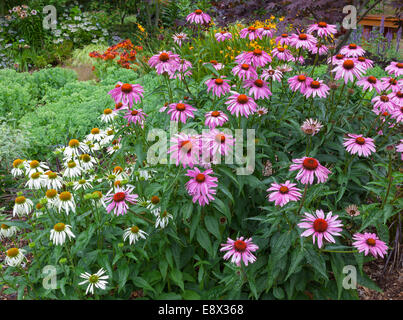 Maury-Vashon Island, WA: Sommer blühenden Echinacea Purpurea 'Magnus' und 'White Swan' in ein Beet mit Sedum 'Autumn Joy', Stockfoto