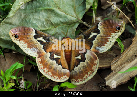 Glover es Seide Motte; Hyalophora Gloveri Stockfoto