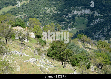 Schafherden am Berghang, Monte Sant ' Angelo, Gargano Halbinsel, Apulien, Italien Stockfoto