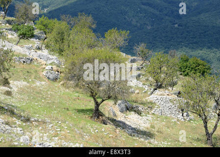 Schafherden am Berghang, Monte Sant ' Angelo, Gargano Halbinsel, Apulien, Italien Stockfoto