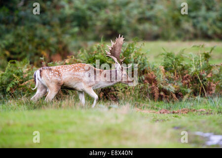 Damwild Buck im Margam Park Stockfoto