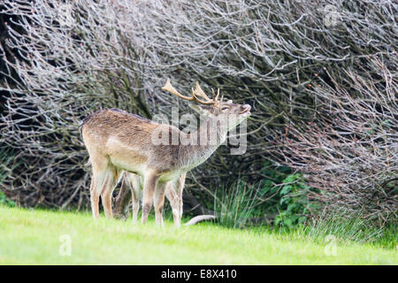 Damwild Buck im Margam Park Stockfoto