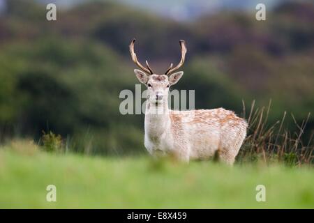 Damwild buck, kurz vor der Brunft beginnt, Margam Park Stockfoto