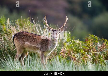 Damwild Buck im Margam Park Stockfoto